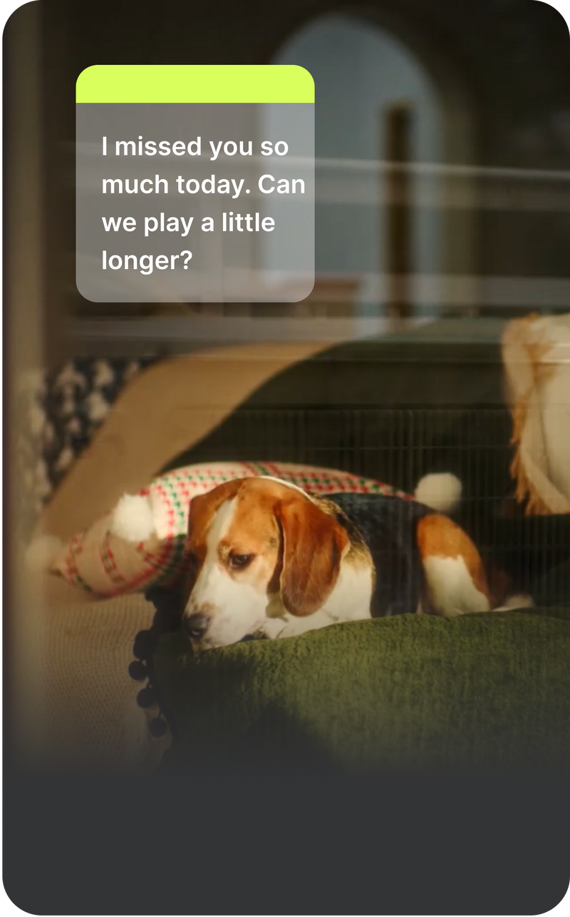 Reference image of a dog at home