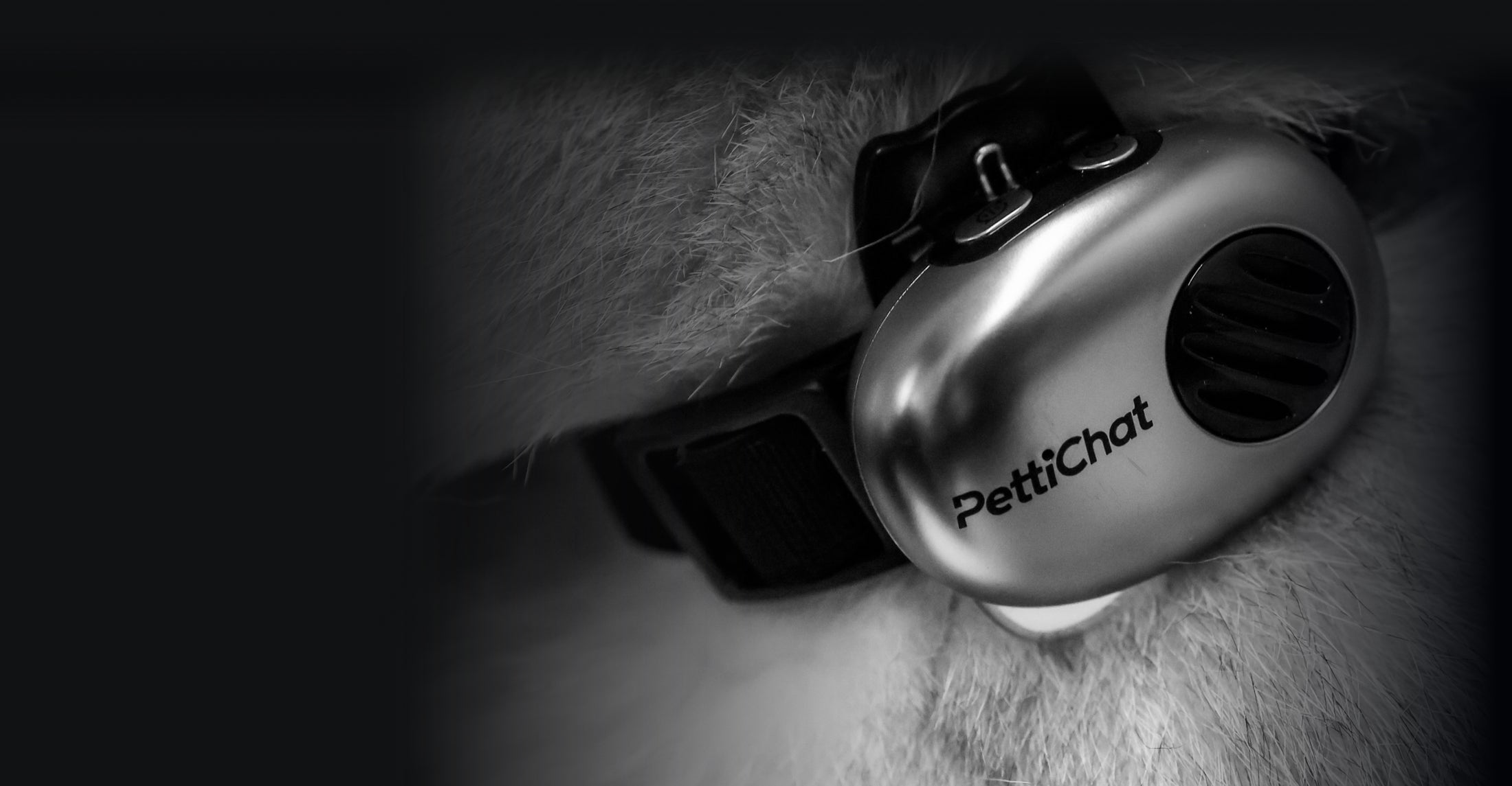 Reference PettiChat device on a pet collar