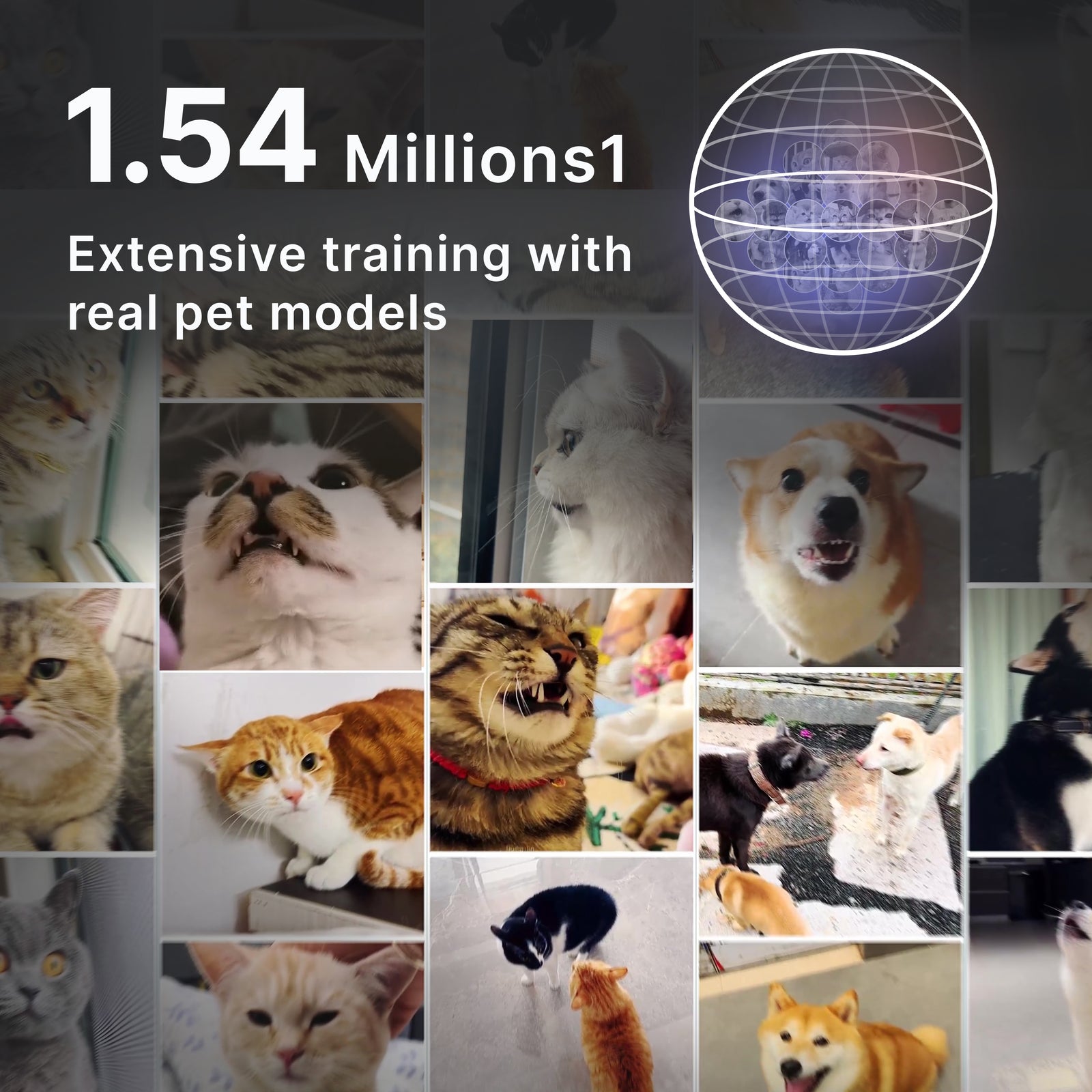 Reference illustration of a pet and owner